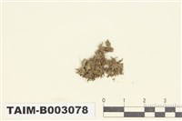 藏品(小萼蘚屬)的圖片